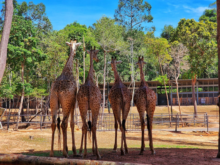 푸꾸옥 사파리 기린