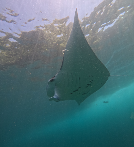 누사페니다 만타가오리